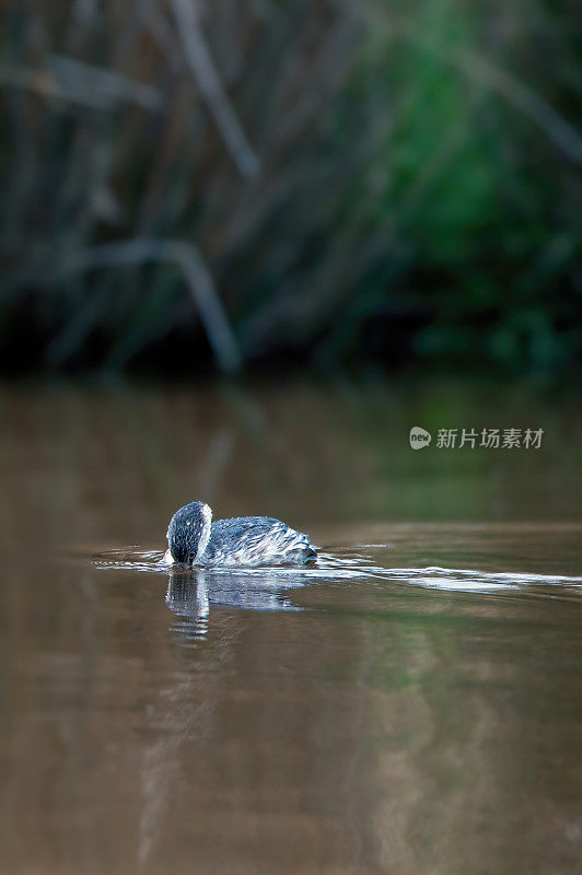 大洋洲小䴙䴘(Tachybaptus novaehollandiae - Stevografix)